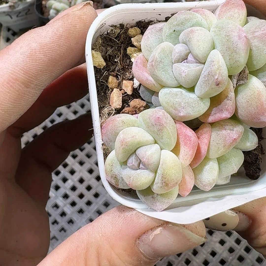 125 号到手1颗一物一拍