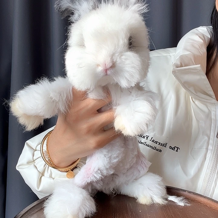 网红同款英系安哥拉兔黑净岁弟弟