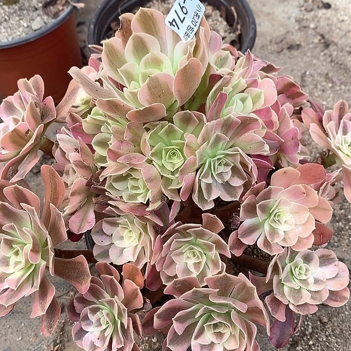 974美杜莎多肉植物法师