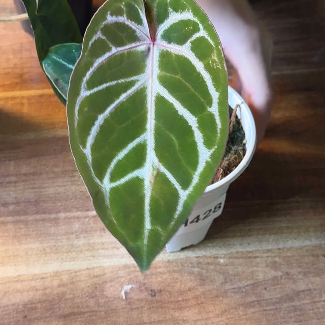 ****涛不开花植物H428红水晶杂撕裂纹