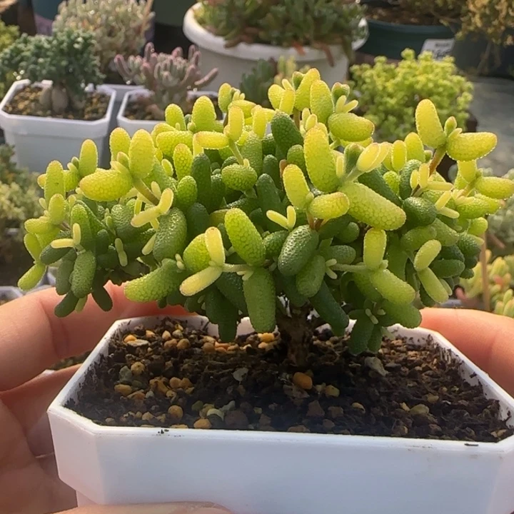 292-糖球黄锦7方盆植物枝干