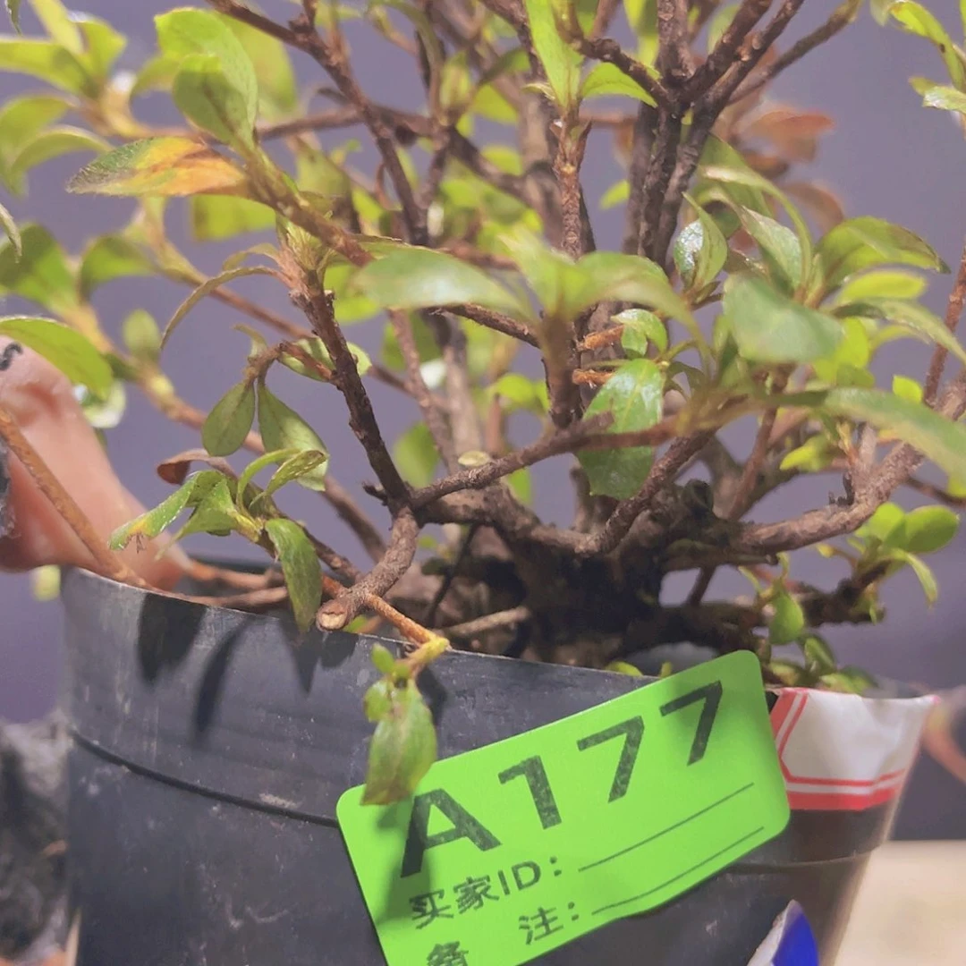 红陶直播时间一定一起