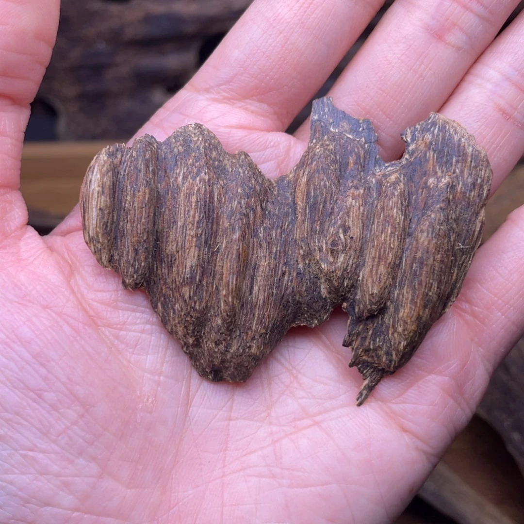 香榧木海南黎母山棋楠泡3克