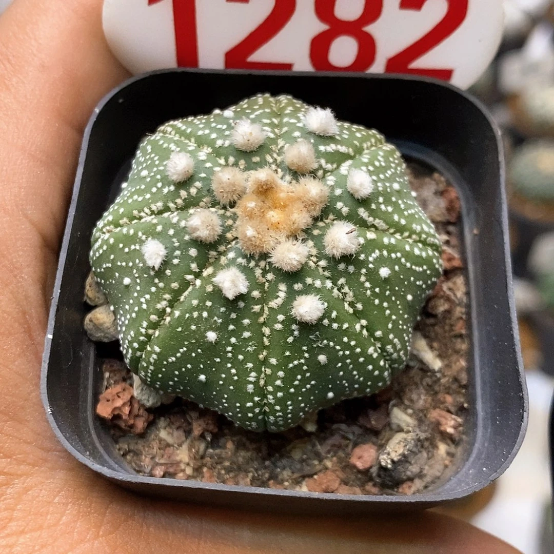 1282泰奇福利特价来了打