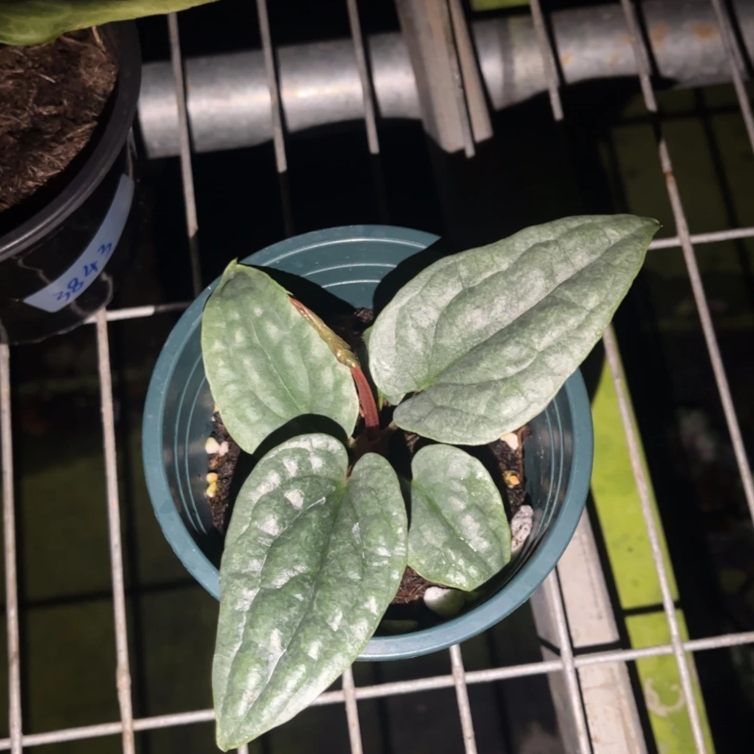 不开花植物碎锦子奢华（46