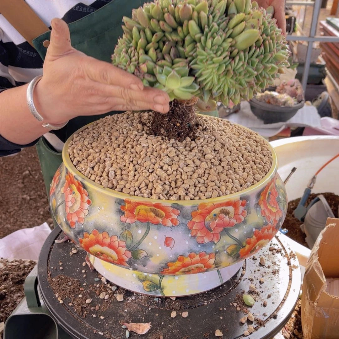 海***燕多肉东云缀不带盆11漂亮