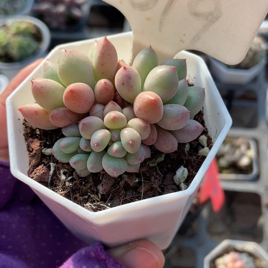 619萤火虫多肉植物