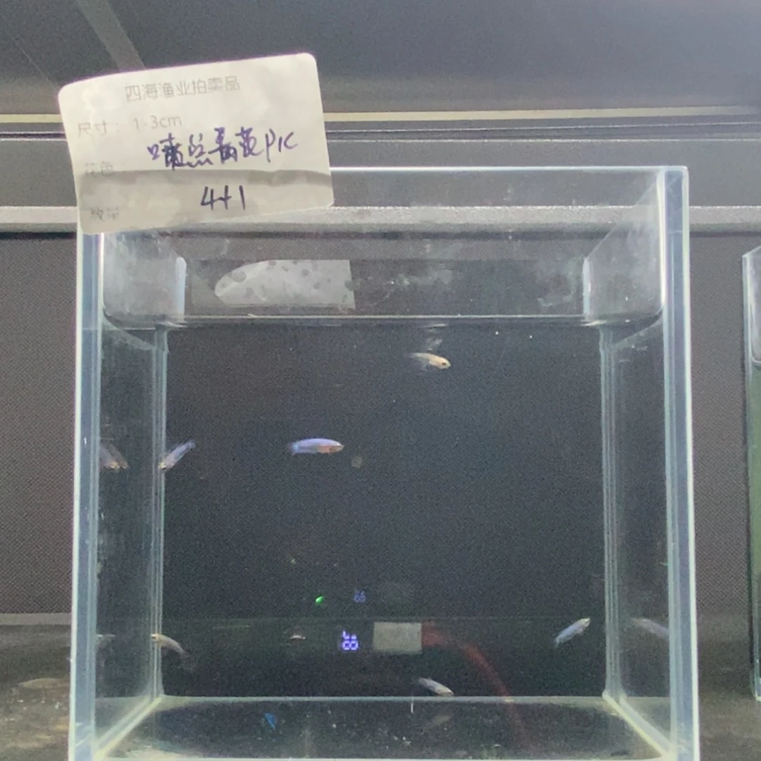 斗鱼包活不包损所见即所得090