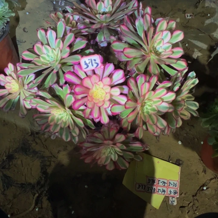 红通白多肉植物5-73