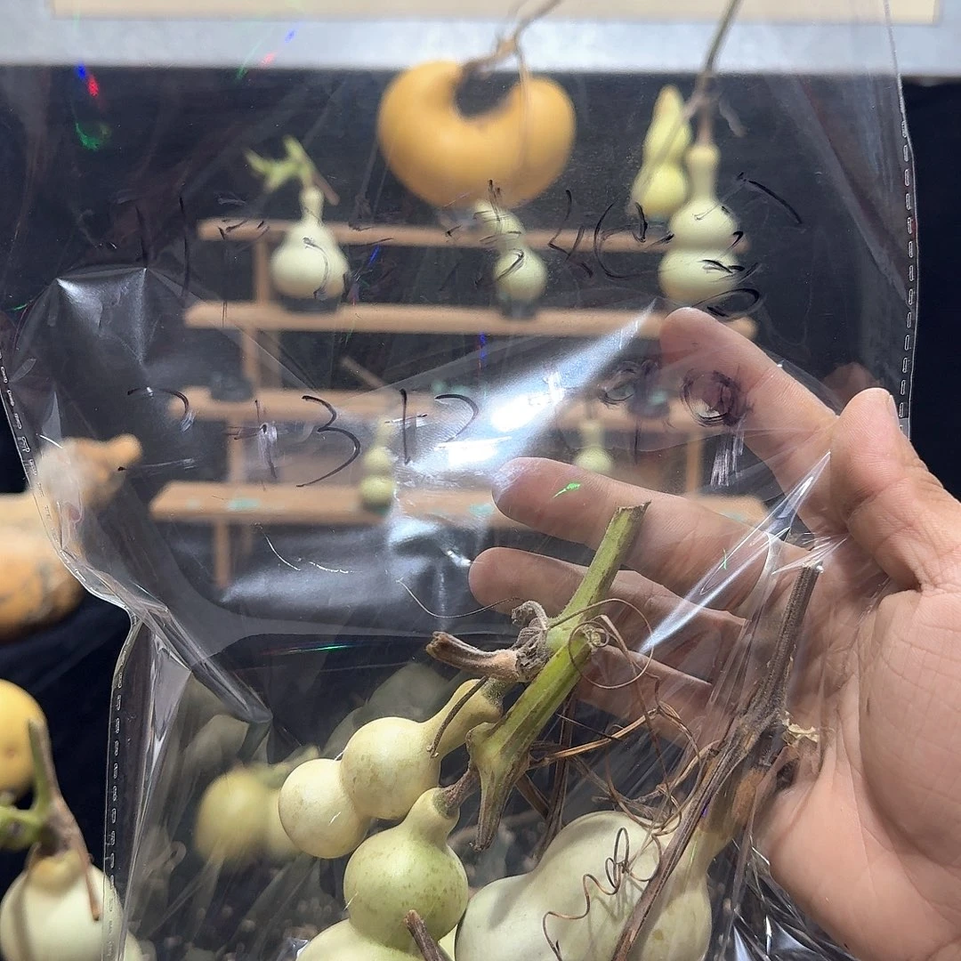 用***爹定向定向定向定向