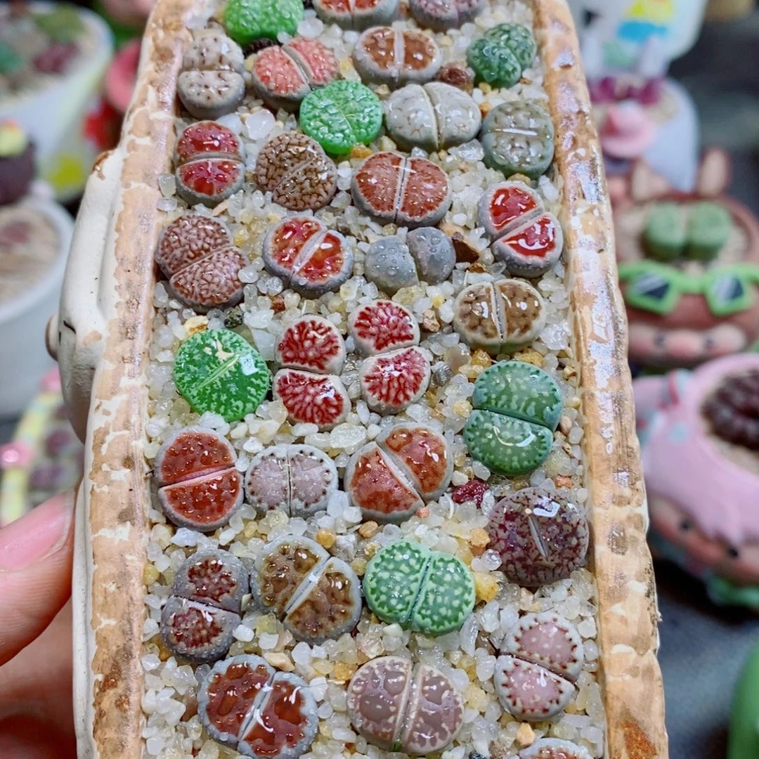 生生石花花花花花花花588