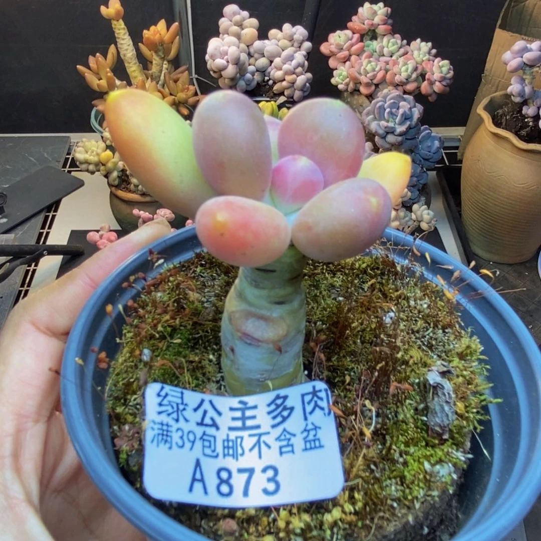 873芒果奶多肉4cm