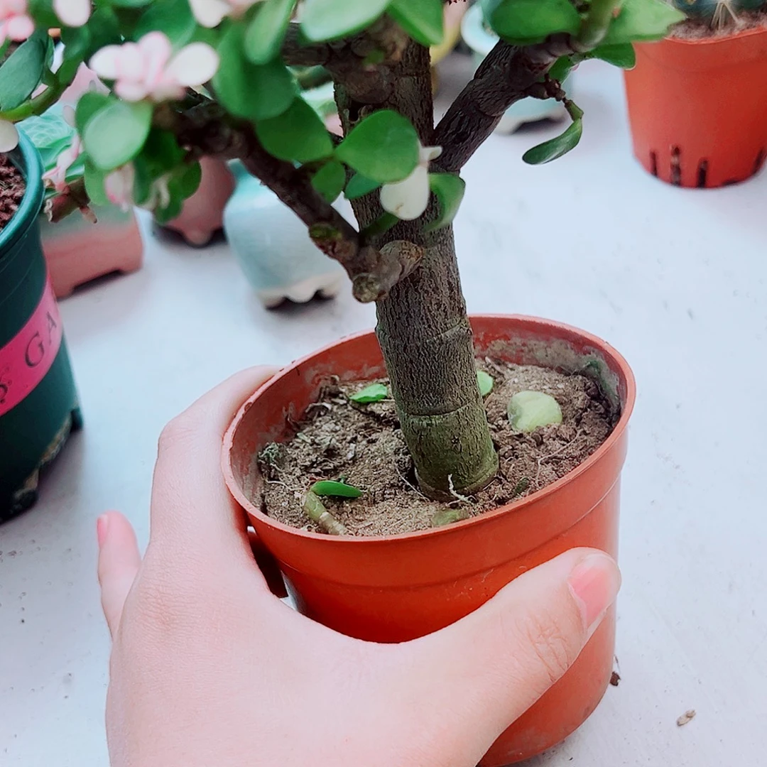 金枝玉叶多肉植物