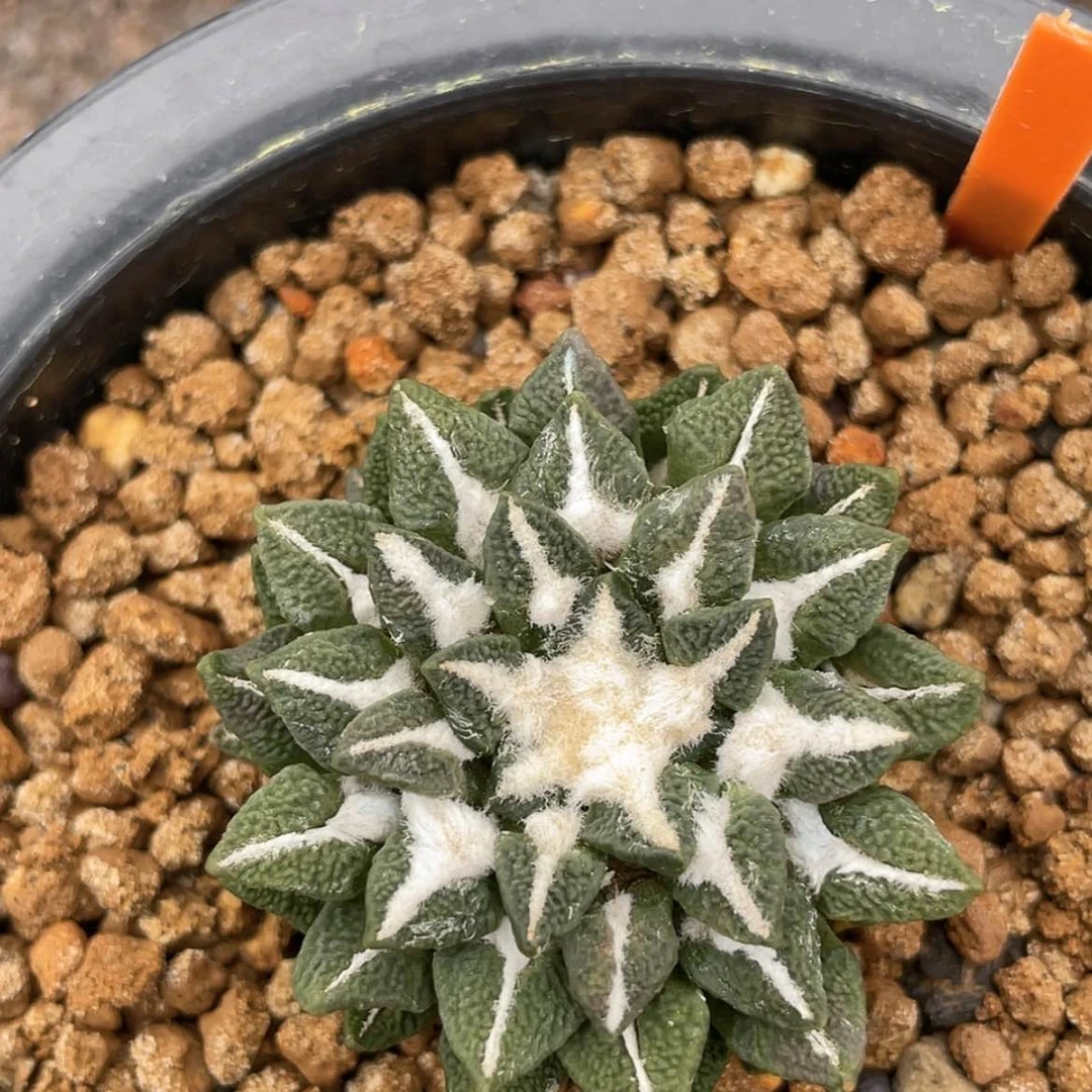 【闪购商品】自根黑