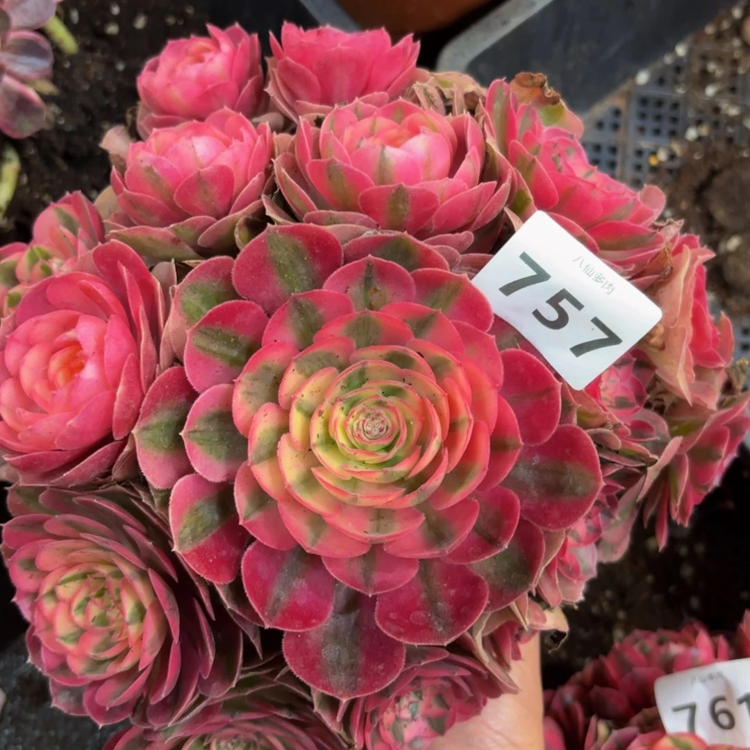 757多肉植物倾城