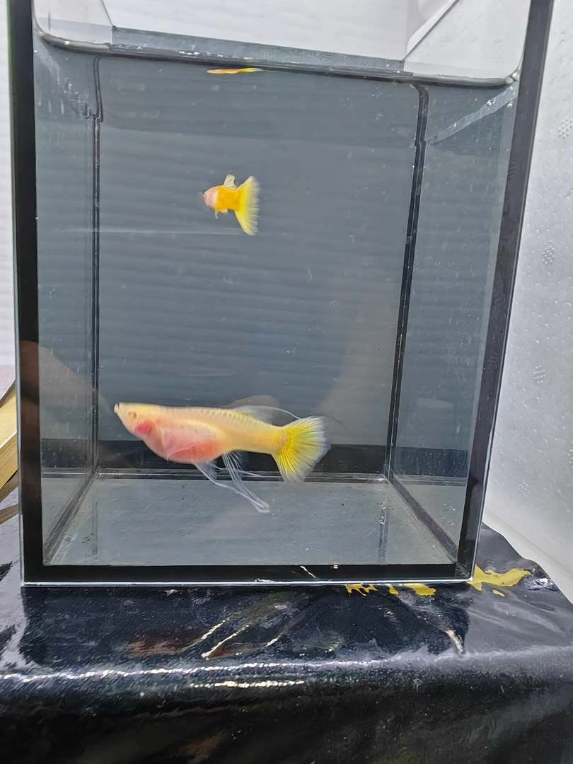 精品种鱼孔雀鱼黄金玻璃体大C