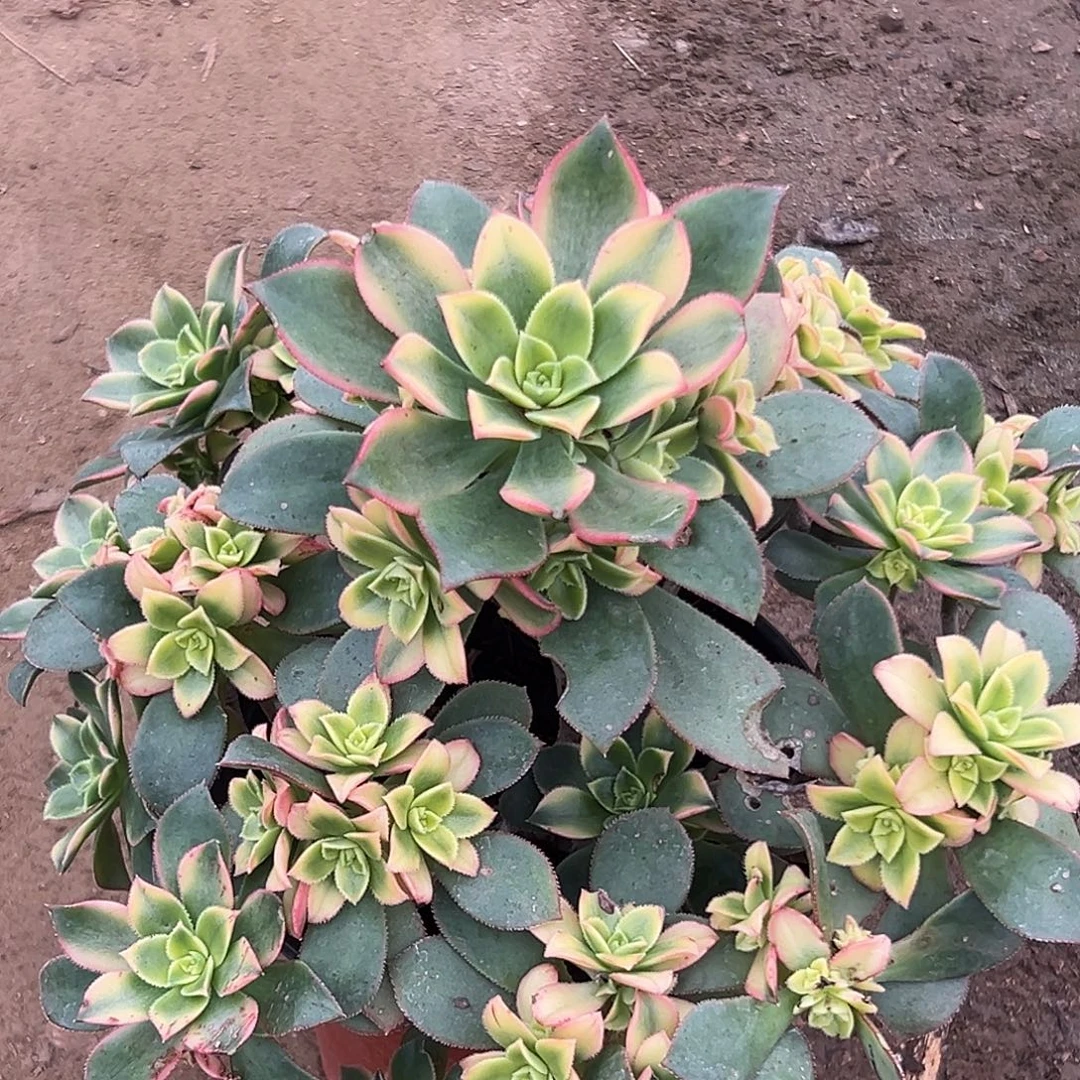 多肉植物艳日辉老庄