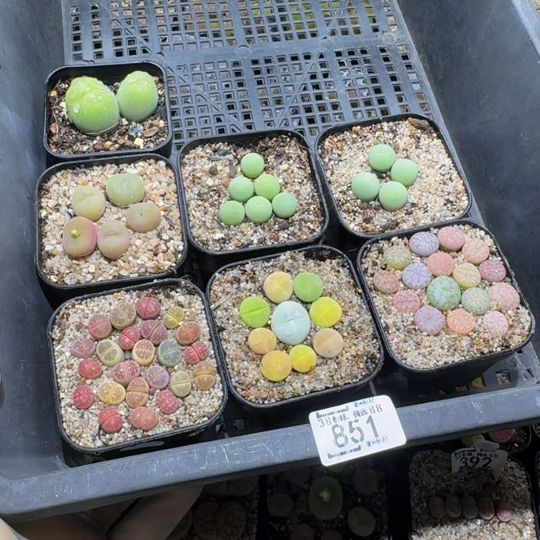 8***1zzzz精品生石花851
