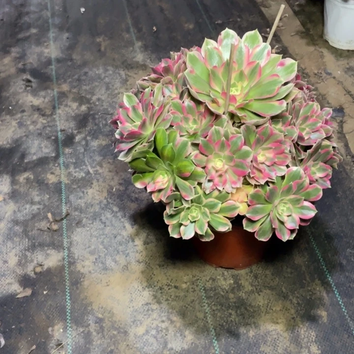 51粉女郎多肉植物