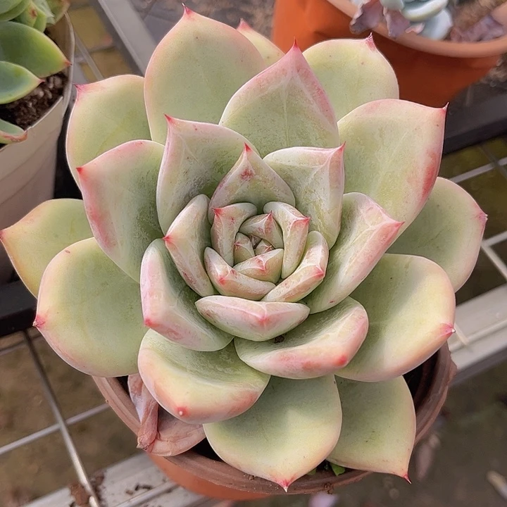 祖母绿27110多肉植物