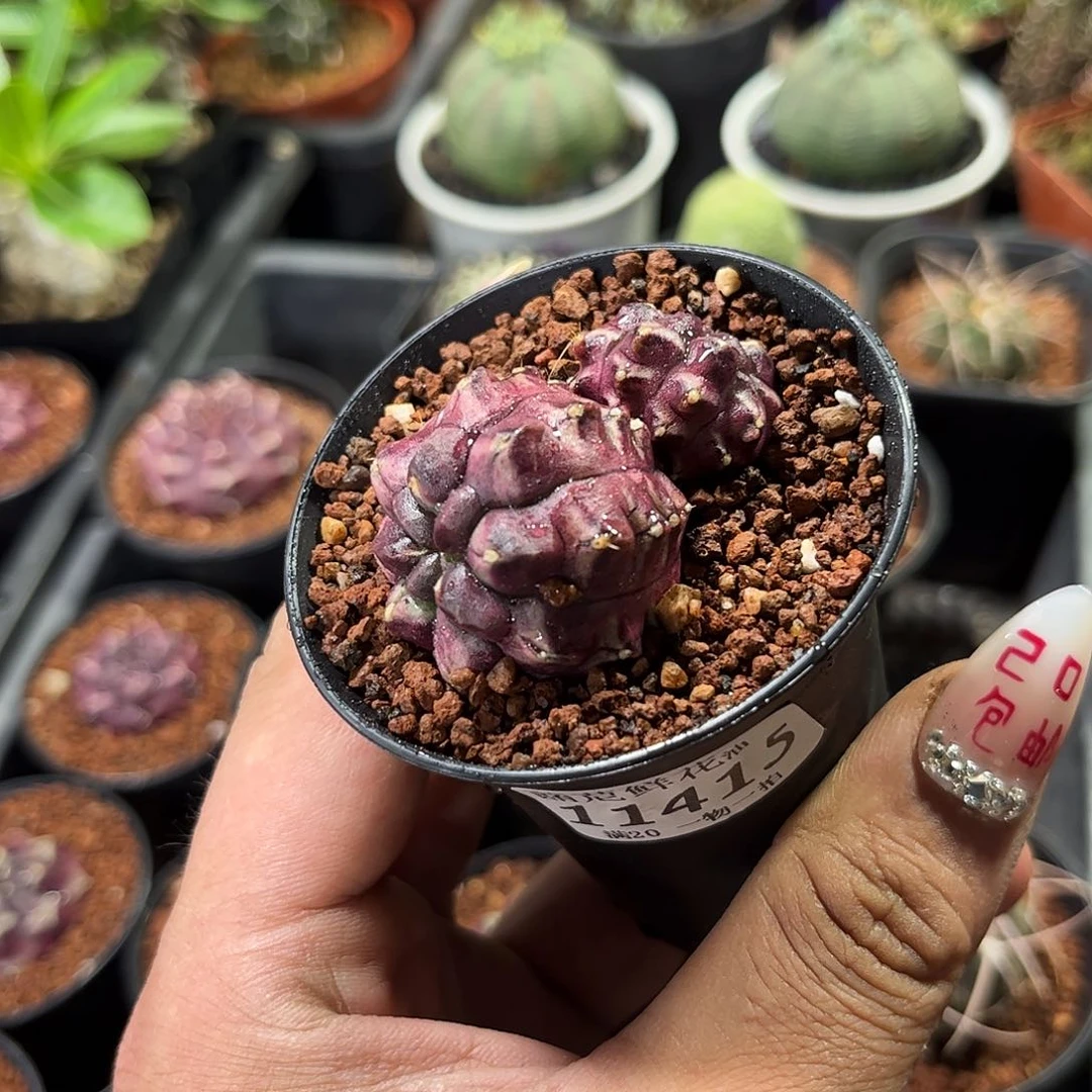 阿**?11415一物一拍单头发货