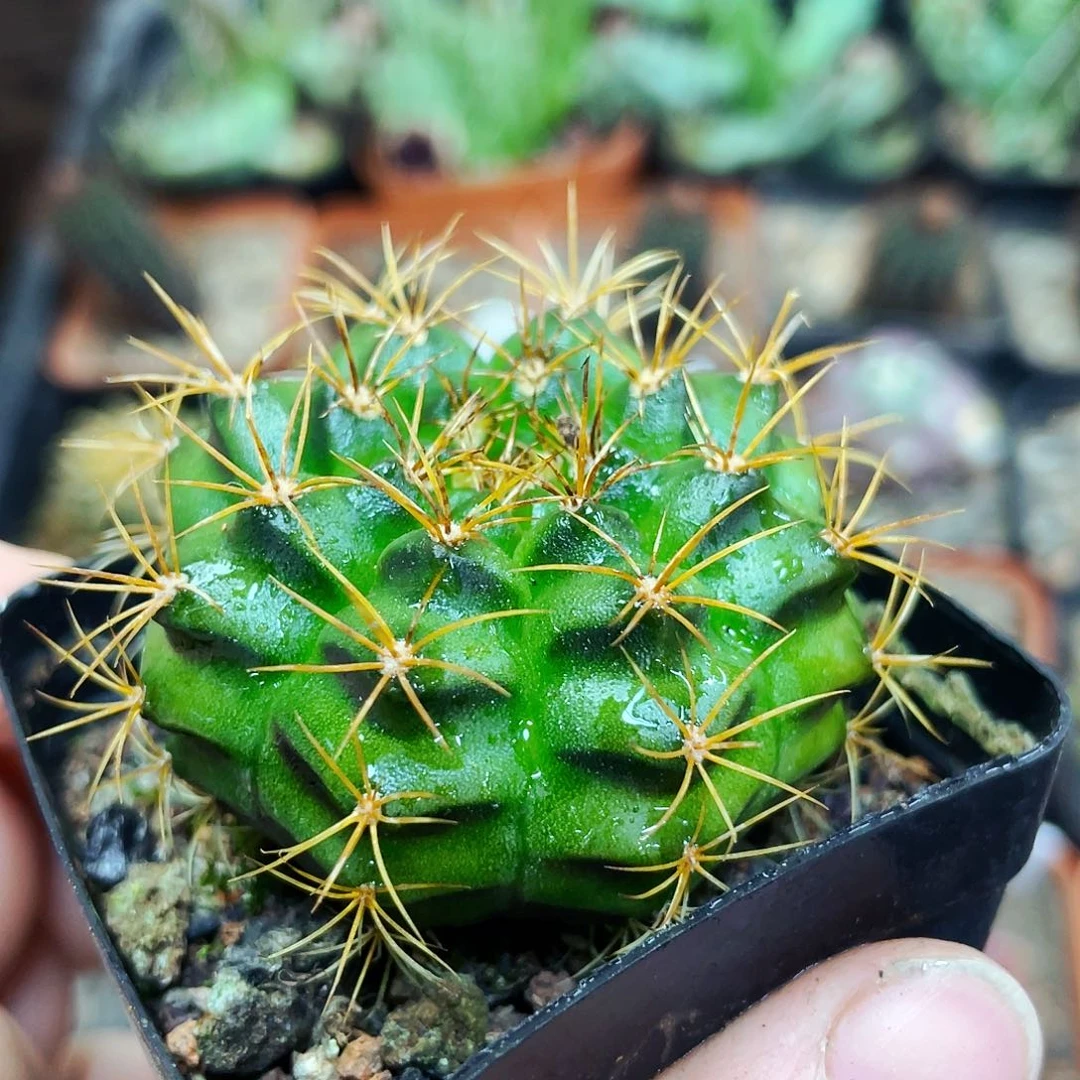 花环非偏远地区满25包邮仙人球