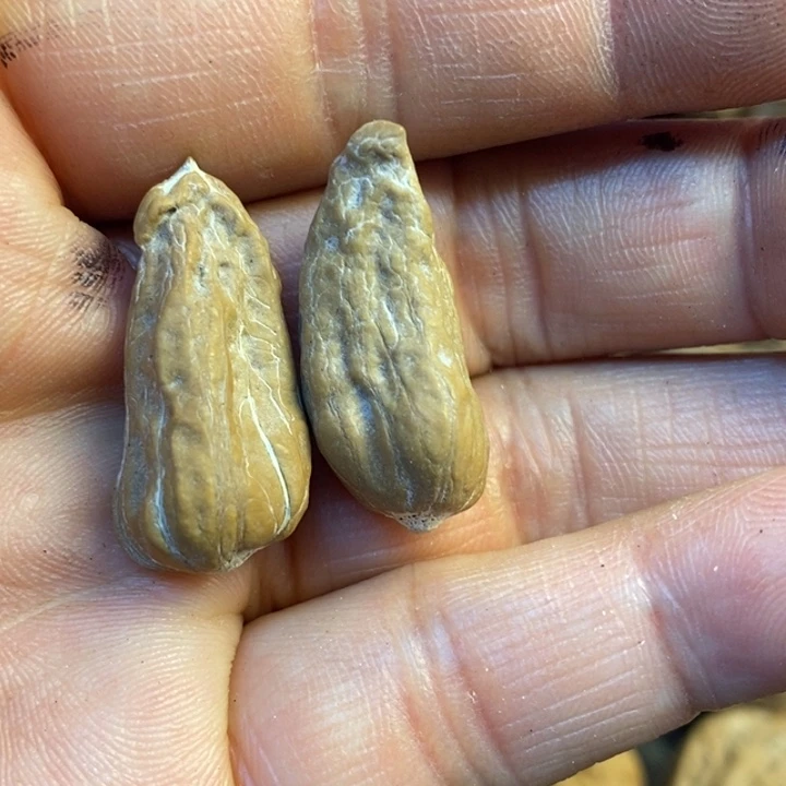 吊坠文玩核桃娜姐282