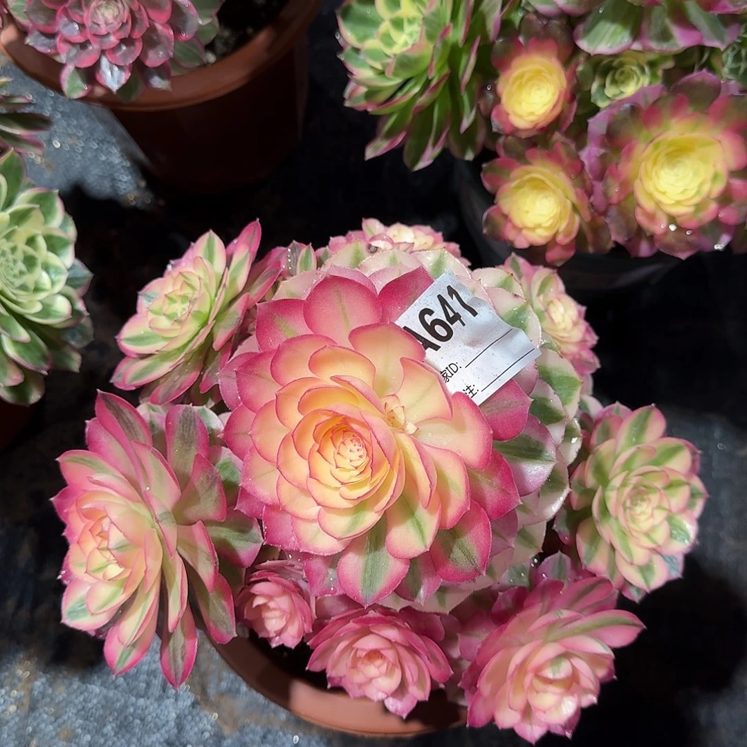 倾城多肉法师a641