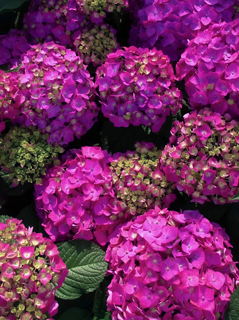 宇辰【5加仑五代无尽夏绣球花】盆栽室内外花卉基地直发生苞发货