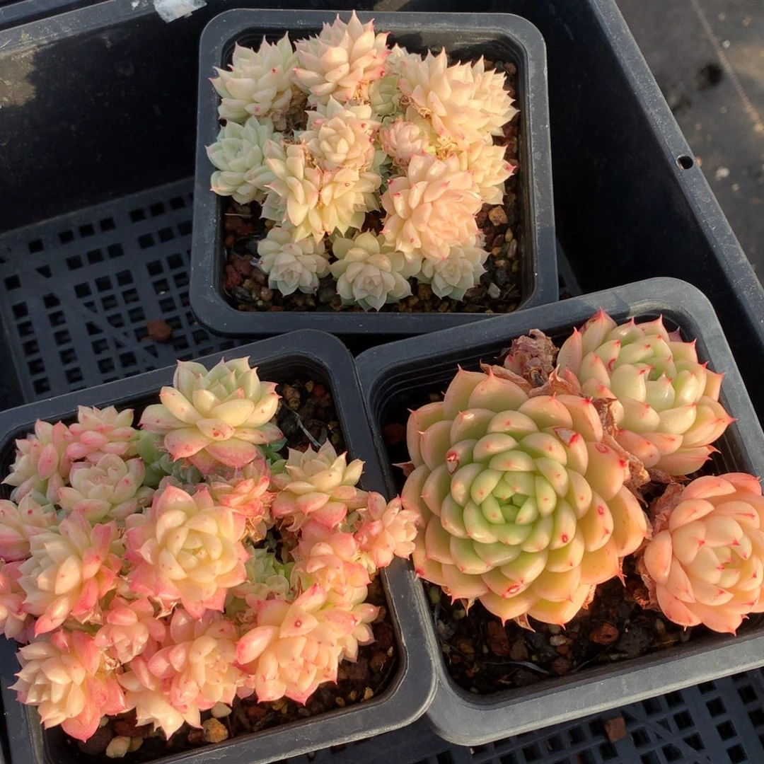 1213-121 套餐一组