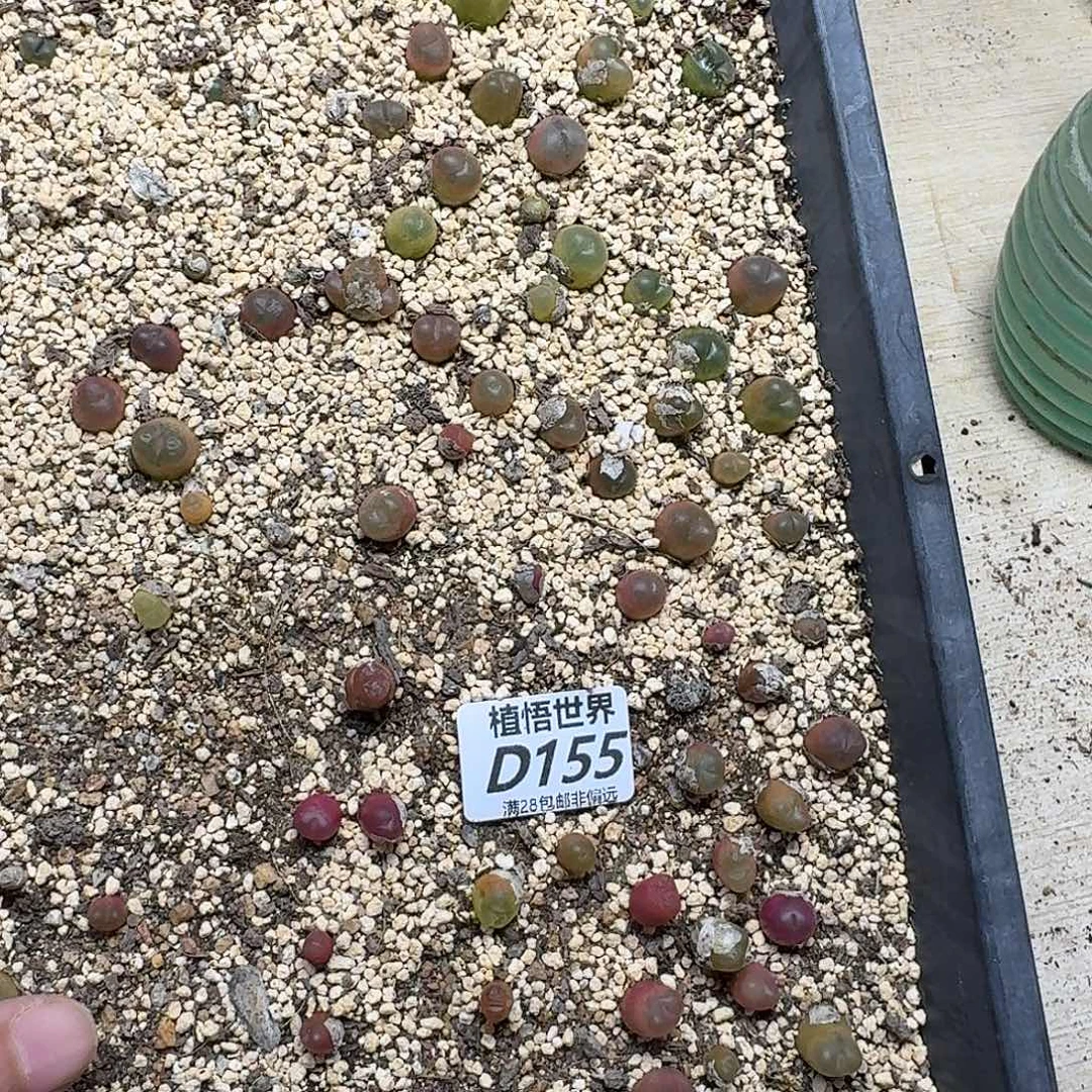 多肉植物的润泽fgbb