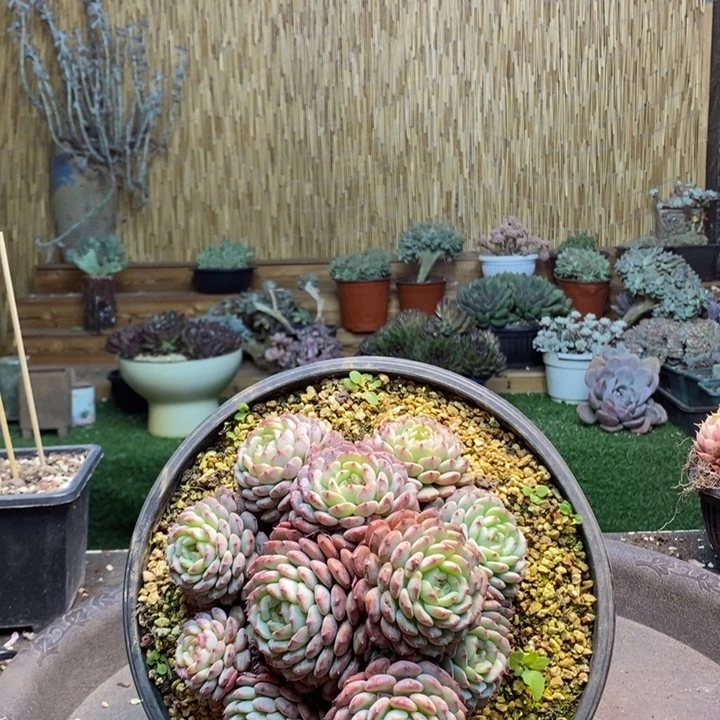 c***i14 号白胖子多肉植物