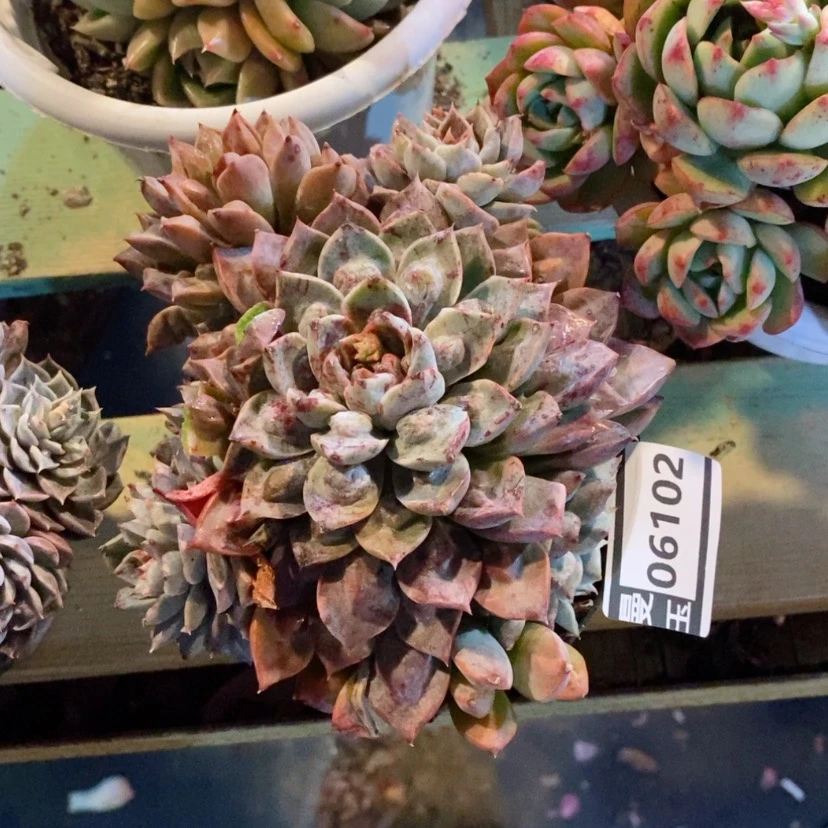 【闪购商品】?****?杂06102