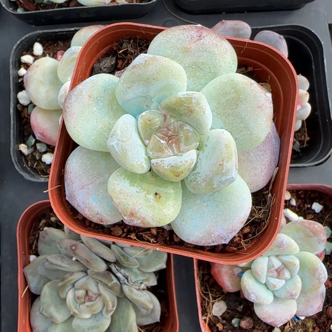 小卡拉米糖心一物一拍