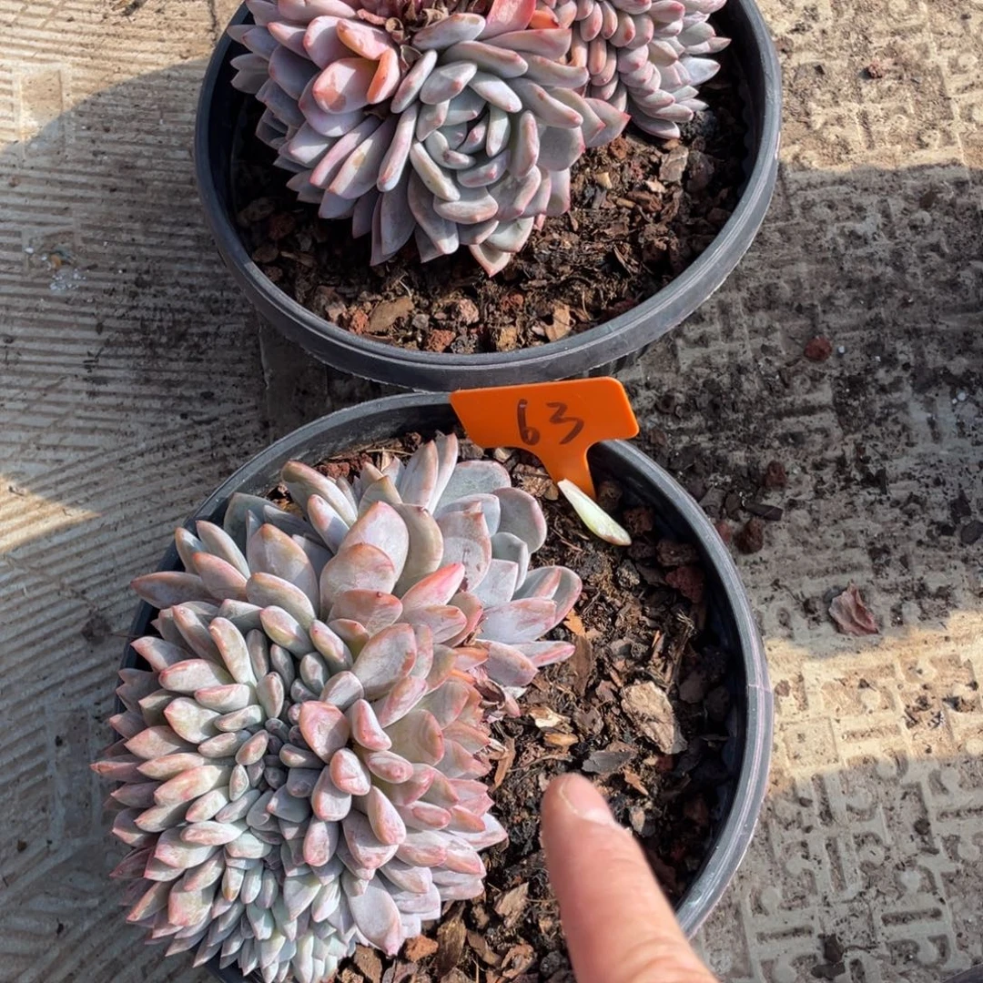 603号星影缀化多头两个