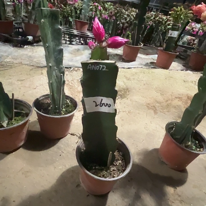 当前无花栽培后可以开花2600AN072蟹爪