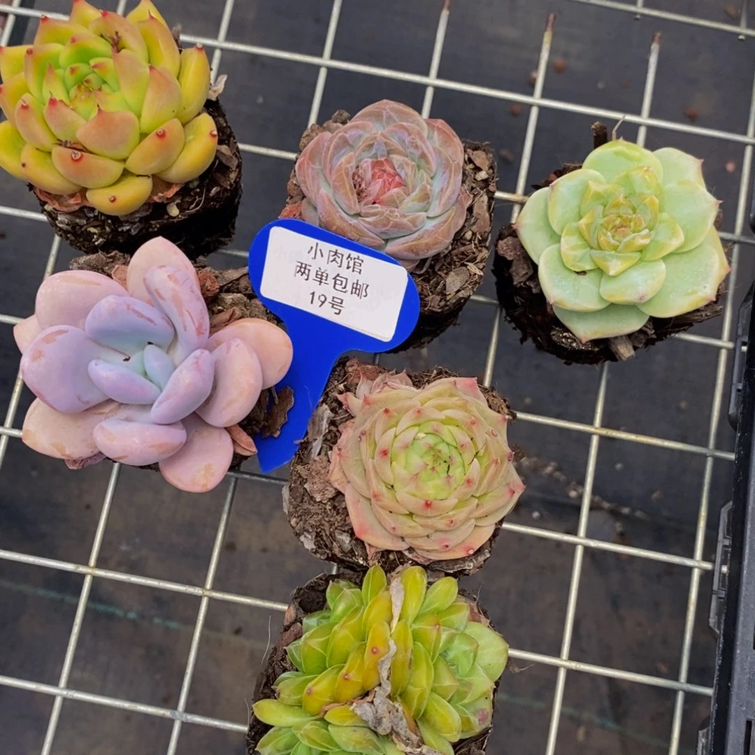 19-下播福利美肉六个