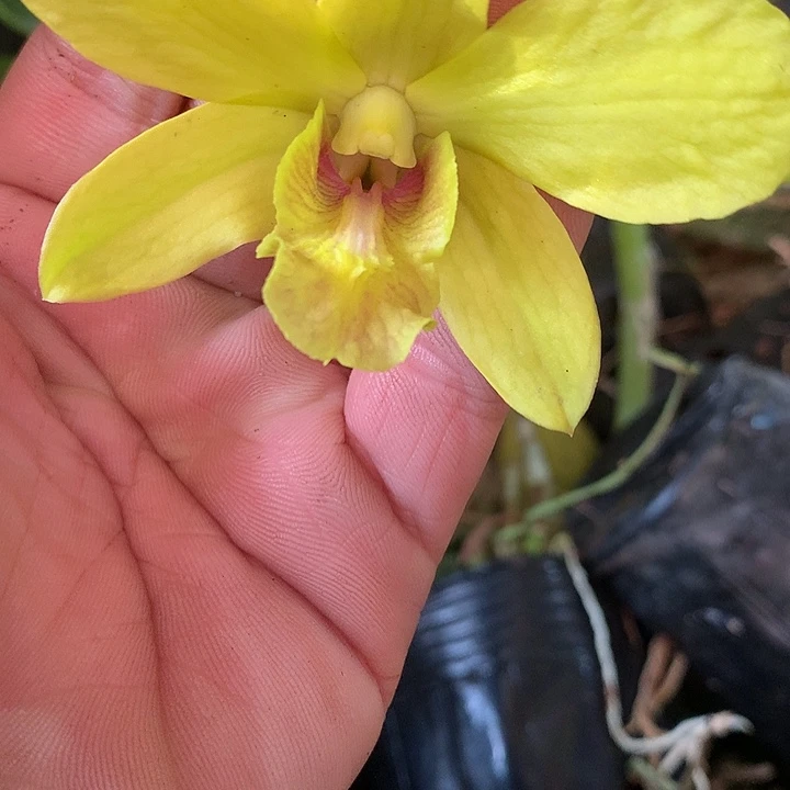 完全开放大黄花大小2苗裸根发花叶不包损