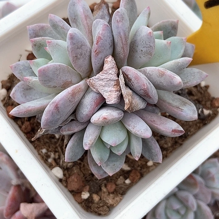 多肉植物雪茶1095多肉