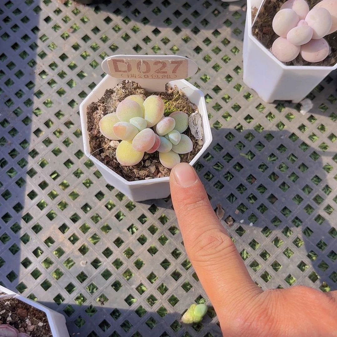 D027雪美人一物一拍