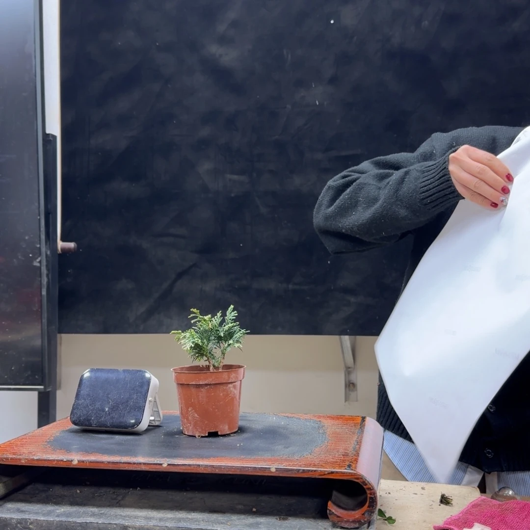 盆景顺丰到付不包邮用****4239