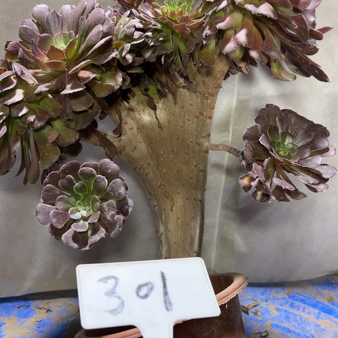 多肉植物铜壶一体化301