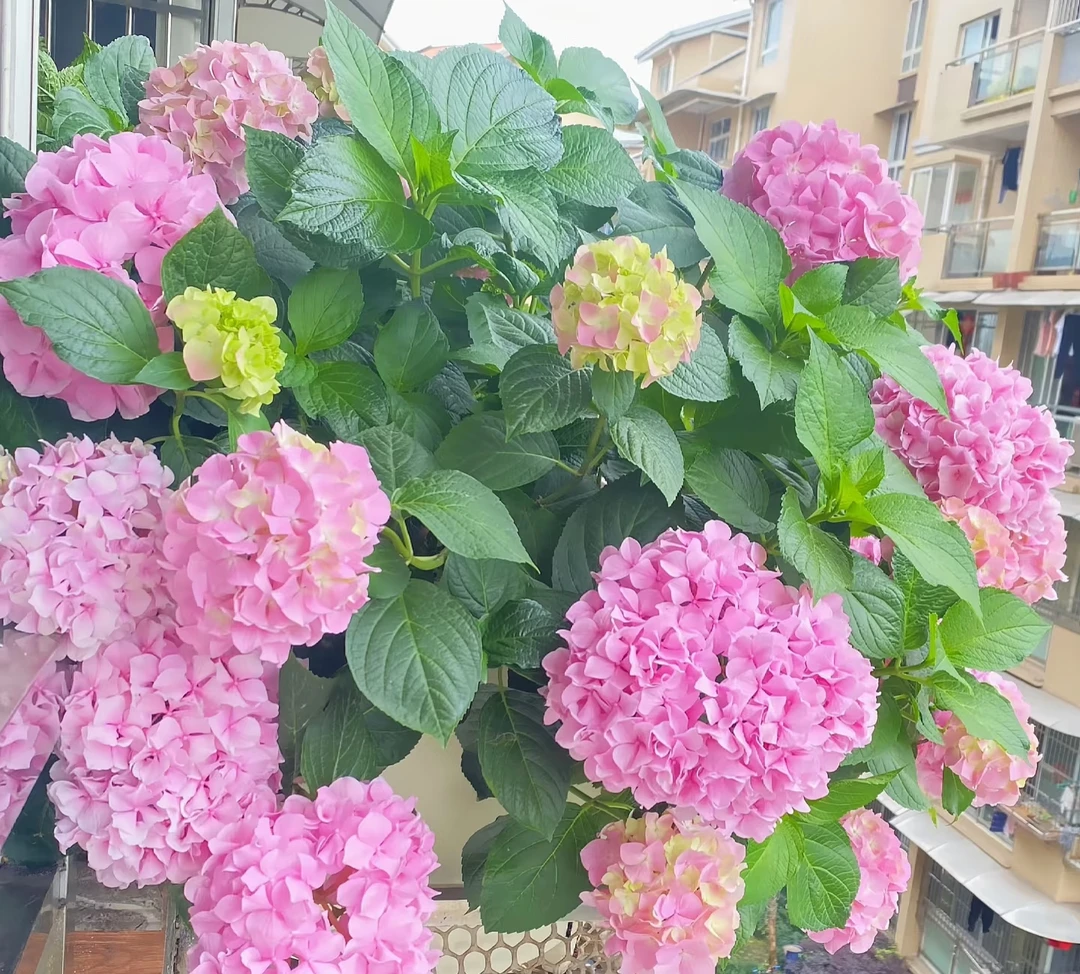 大海蓝绣球花1.3加仑盆云南基地直发家庭办公室易养活清新懒人花