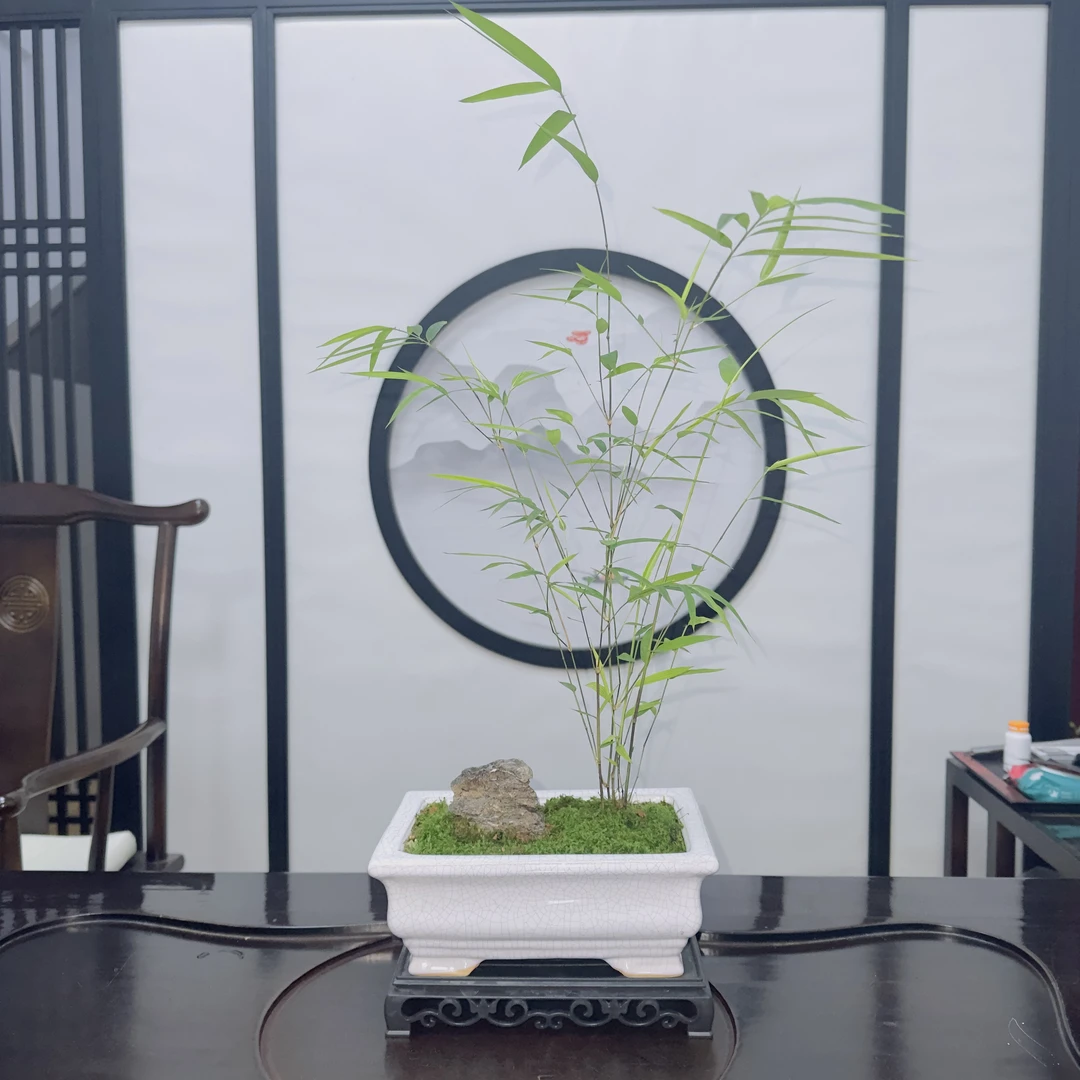 （内门竹）室内盆景茶台玄关阳台摆京东包邮