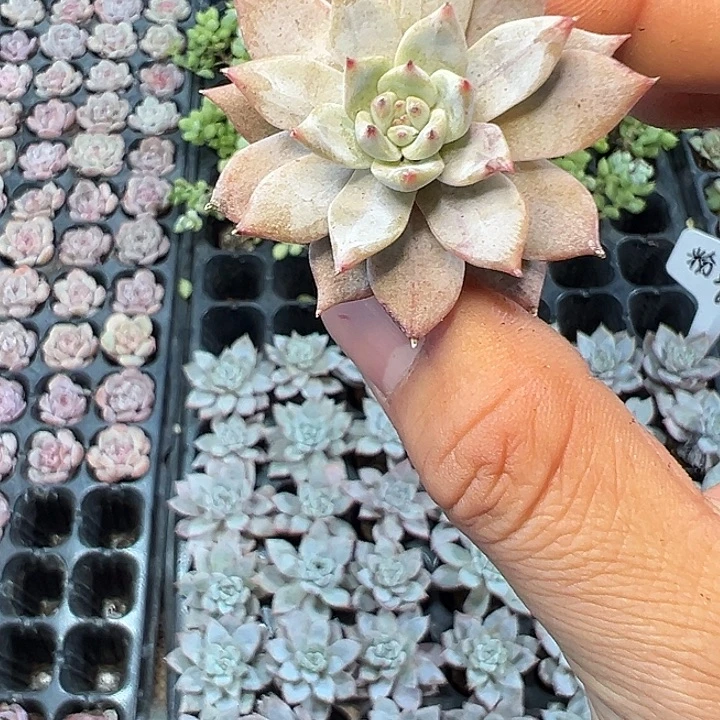 粉蓝鸟 满10颗包邮