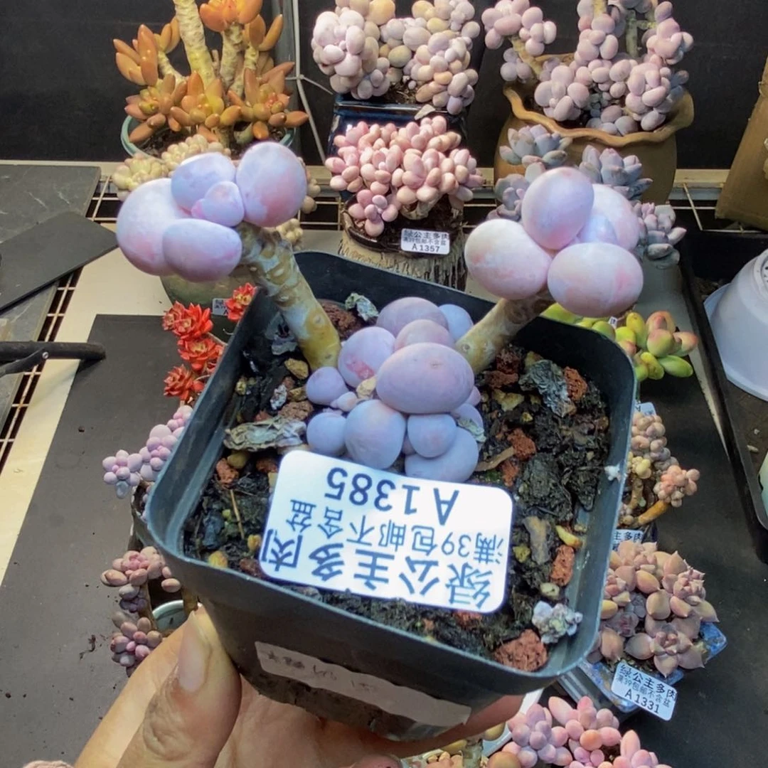 385橙奶多肉肉7c m