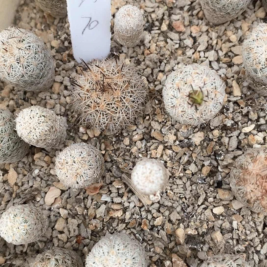 ****土土土花花花花花花花花