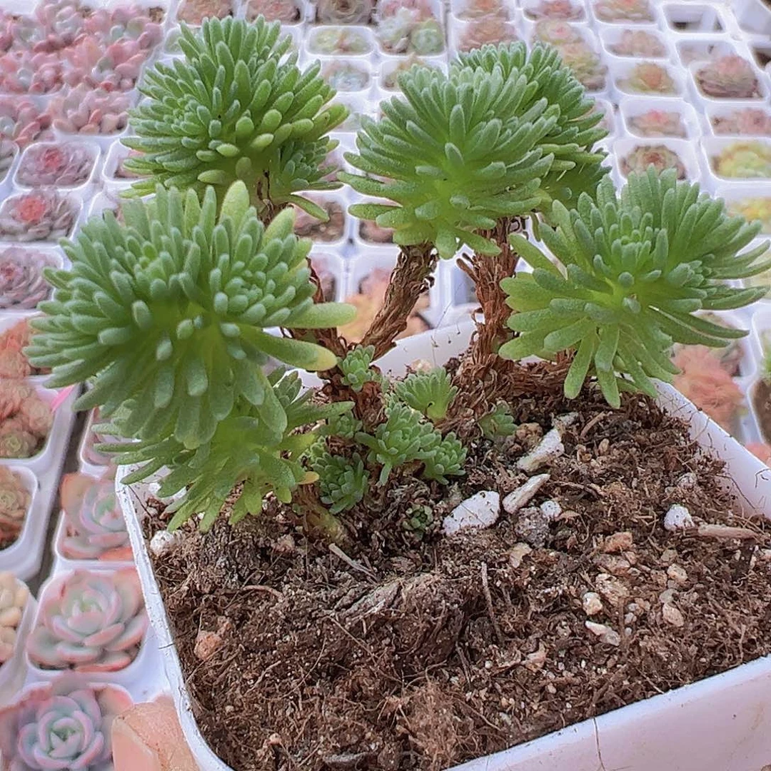 球松19包邮多肉植物