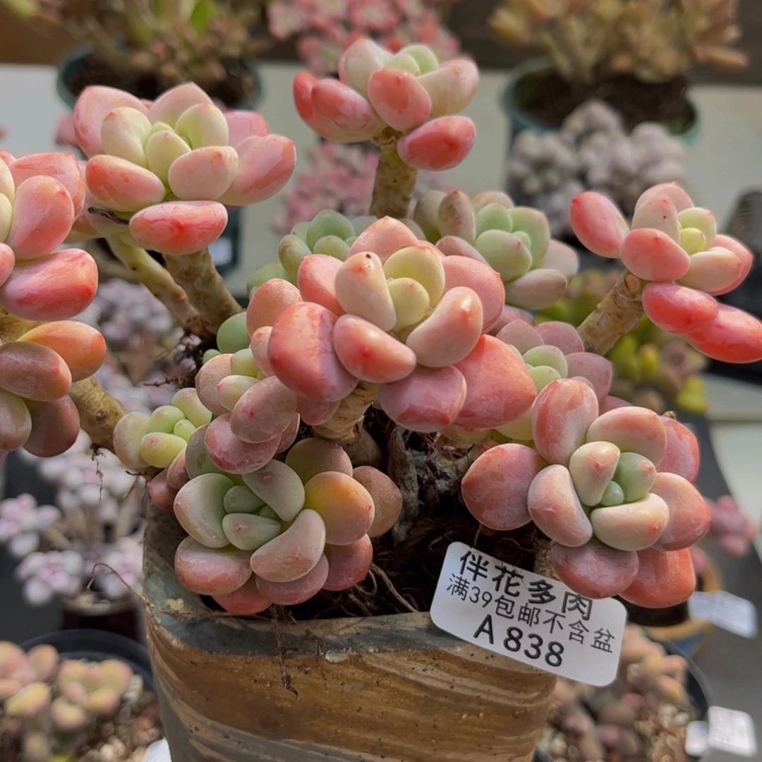 838/12cm樱花洛神多肉植物