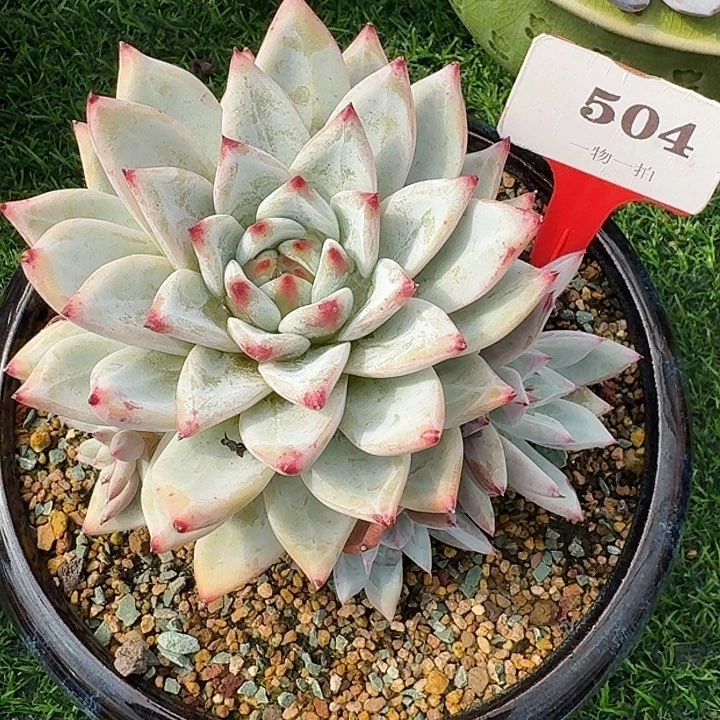 祖母绿504多肉植物